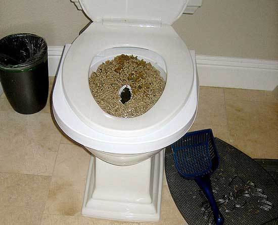 Consider toilet training your cat