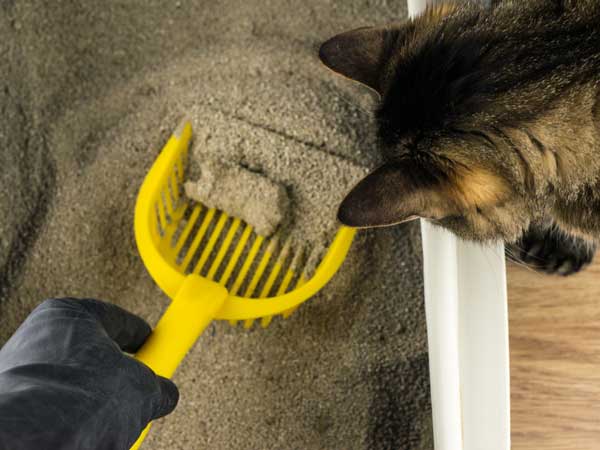Use a clumping litter