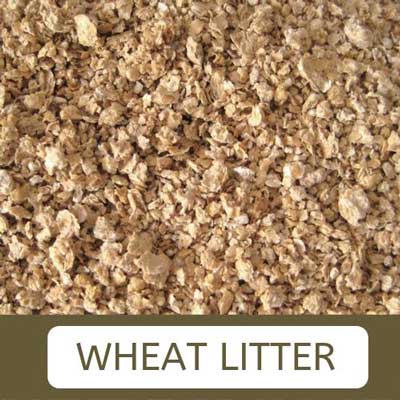 Wheat cat litter