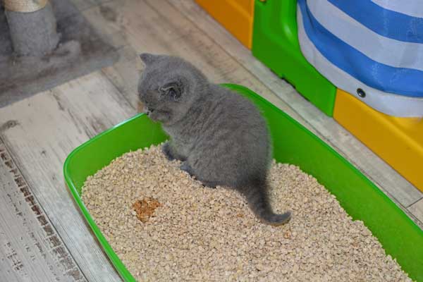 When do Kittens start litter training