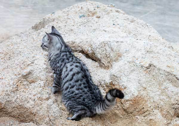 Use Sand as Cat Litter