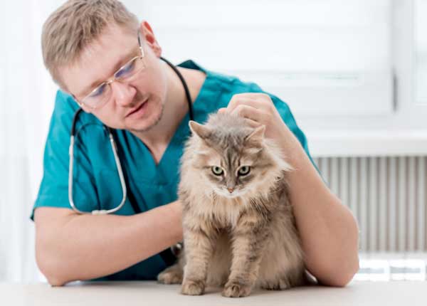 Visit the veterinarian
