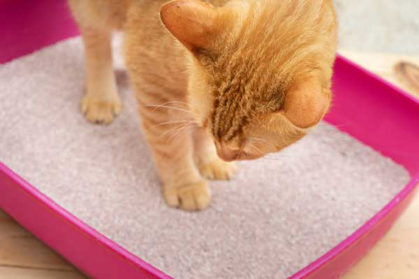 How to measure the depth of cat litter