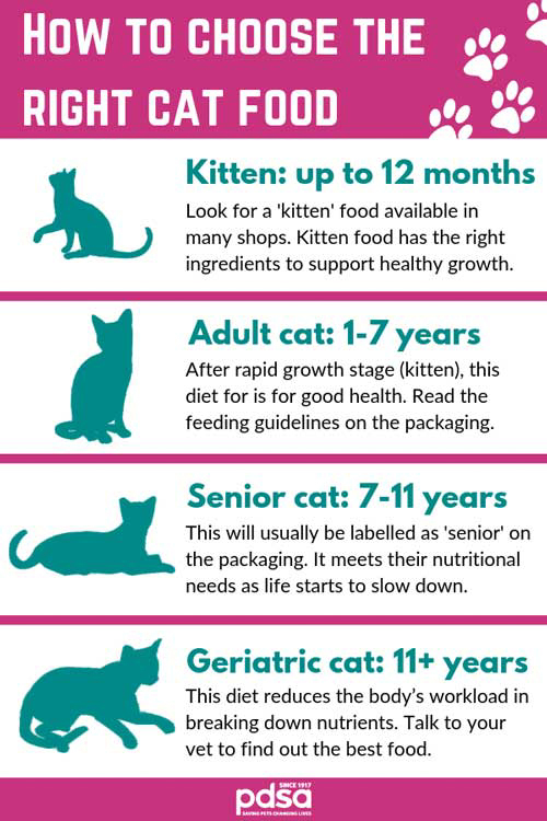 Pay attention to your cat’s diet