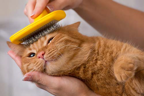 Regularly groom your cat