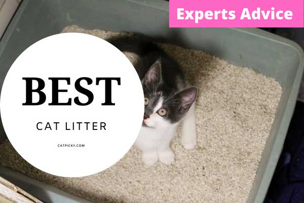 Best Cat Litter