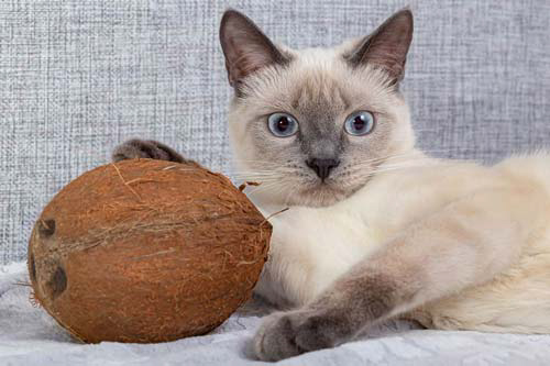 Is coconut cat litter safe?