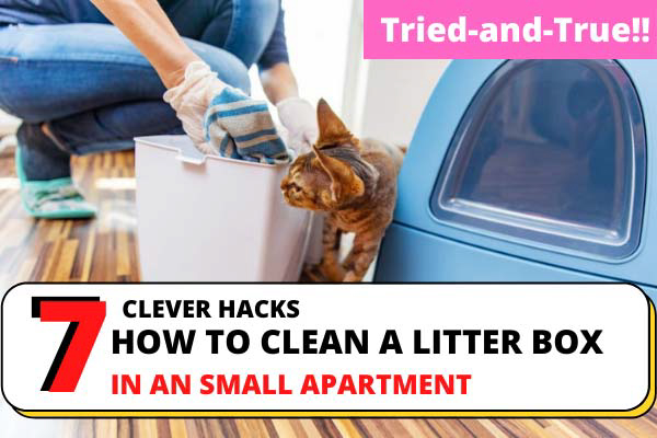 How To Clean A Litter Box In An Apartment