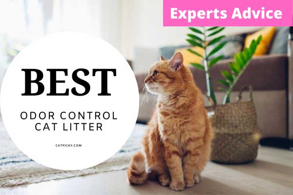 Odor control cat litter