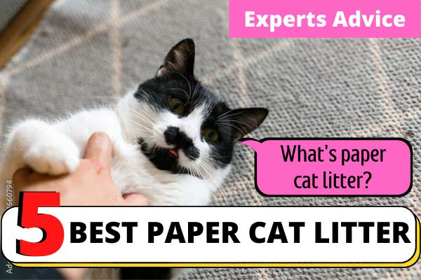 Paper Cat Litter