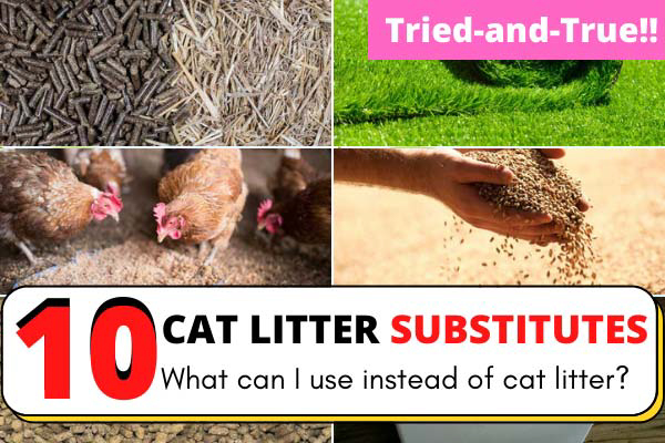 What can I use instead of cat litter