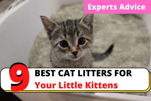 Best cat litter for kittens
