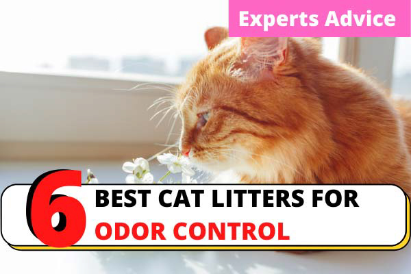 best cat litter for odor control