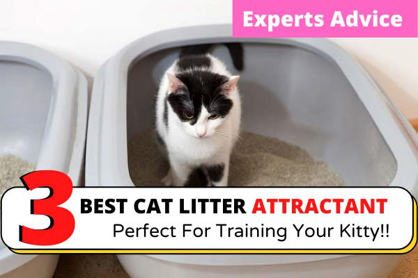 Best-Cat-Litter-Attractant