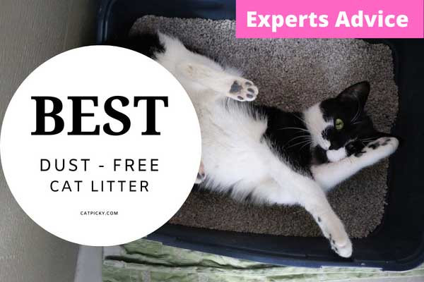 Best Dust-Free Cat Litters