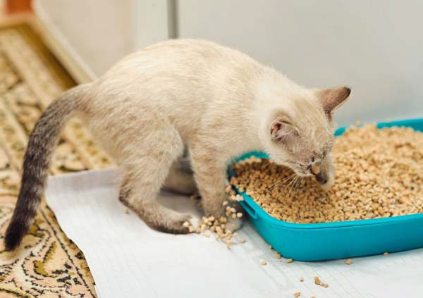How to Pick the Right Non-Clumping Cat Litter