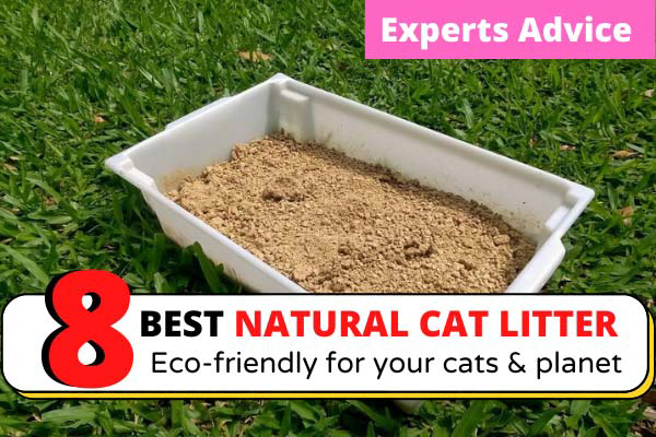 Best natural cat litter