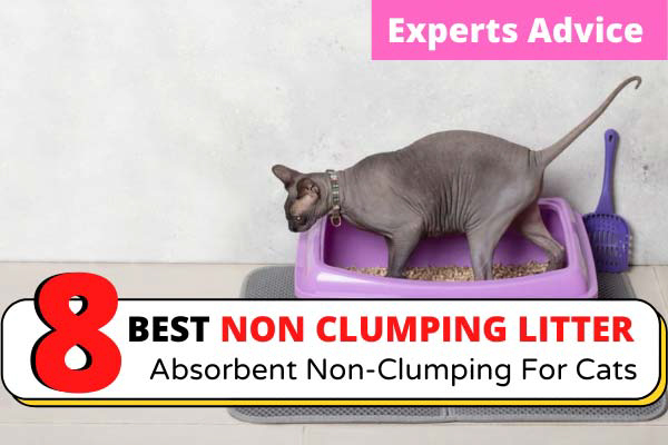 Best Non-Clumping Cat Litter