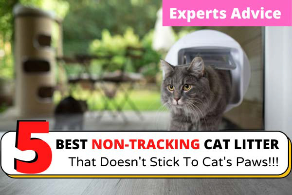Best-Non-Tracking-Cat-Litter