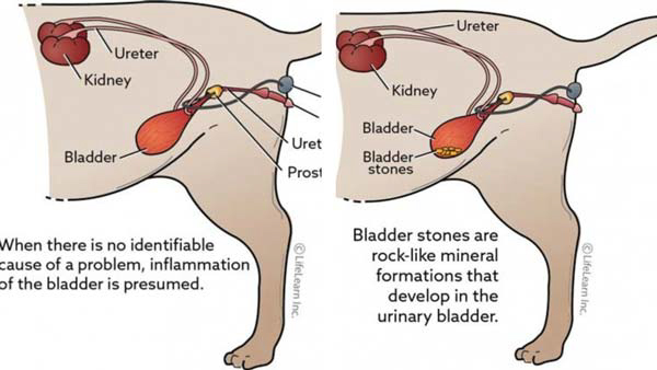 Bladder-stones