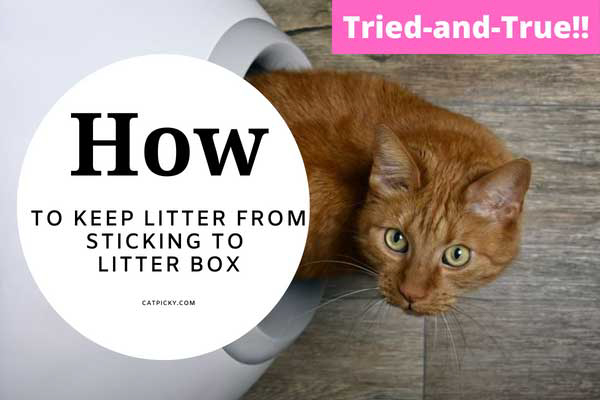 How-to-Keep-Litter-From-Sticking-to-Litter-Box