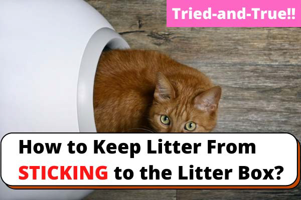 How-to-keep-litter-from-sticking-in-the-litter-box