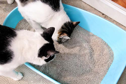 Lack-of-litter-boxes-in-your-household