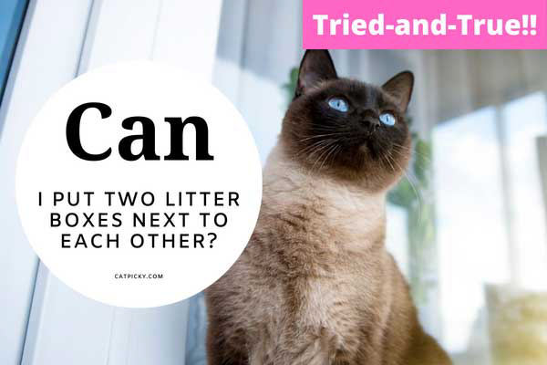 Can-I-Put-Two-Litter-Boxes-Next-To-Each-Other