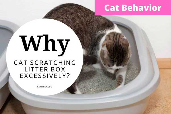 Cat Scratching Litter Box Excessively