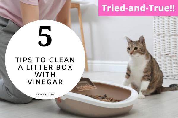 How to Clean a Litter Box with Vinegar