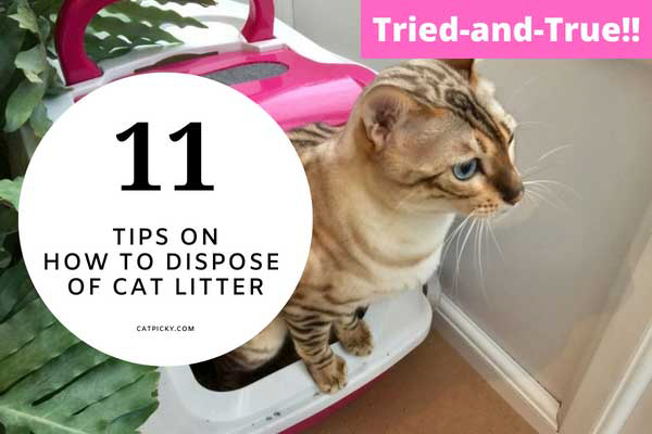 How to Dispose of Cat Litter