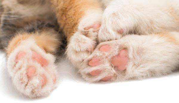 Keeping-paws-healthy