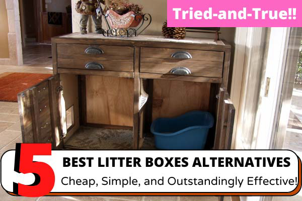 Litter Box Alternatives