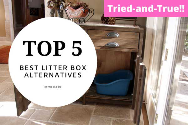What to Use Instead of a Litter Box?