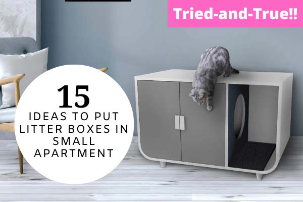 Where to Put Cat Litter Box in Small Apartment
