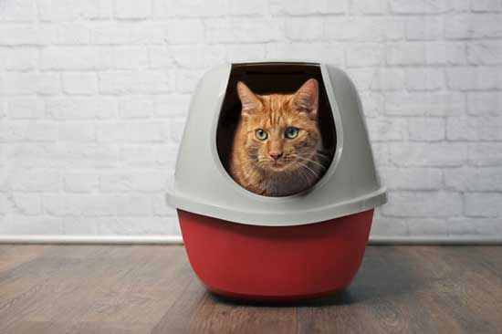 Covered litter boxes