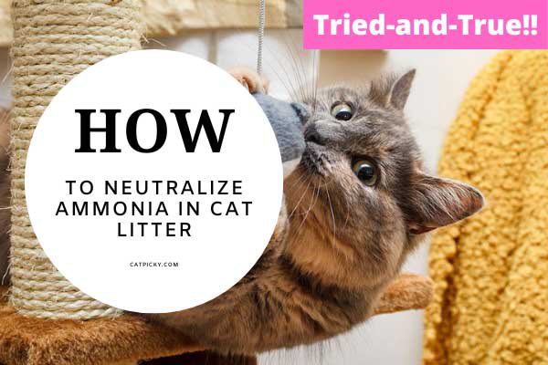 How To Neutralize Ammonia In Cat Litter