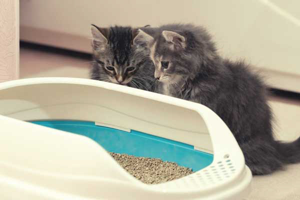 Introduce the litter box wrong time