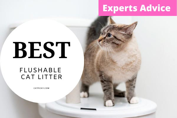 Best Flushable Cat Litter