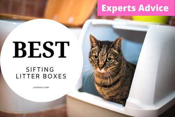 best-sifting-litter-boxes