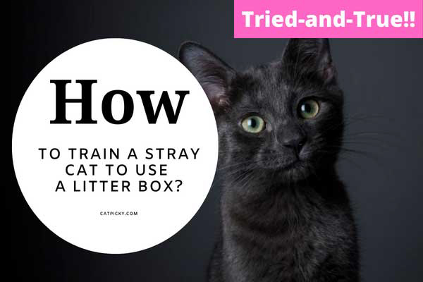 how-to-train-a-stray-cat-to-use-a-litter-box