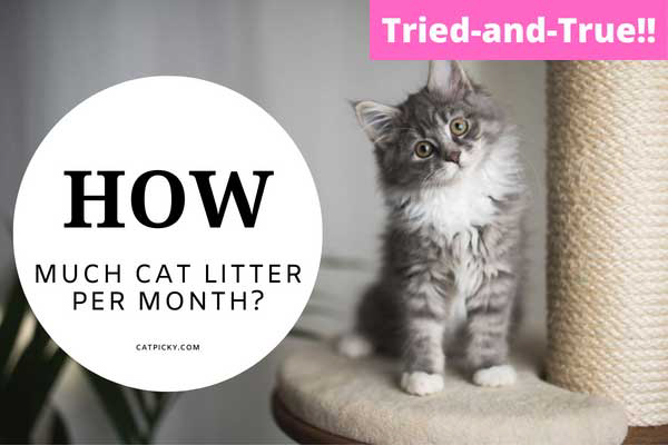 How Much Cat Litter Per Month
