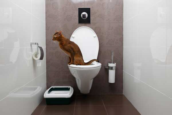 Train your cat to use the toilet