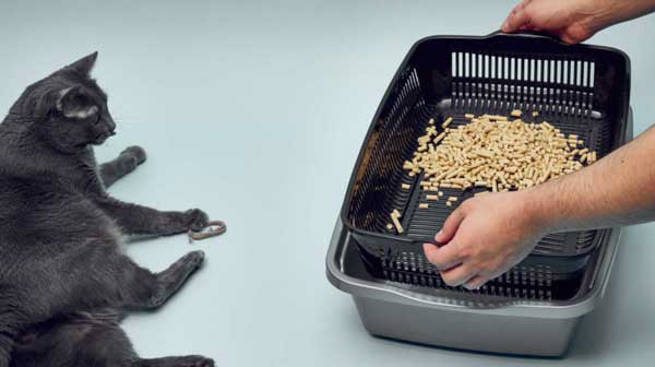 What to look for in a sifting litter box