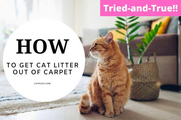 how to get cat litter out of the carpet
