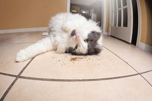 cat rolling in the litter box