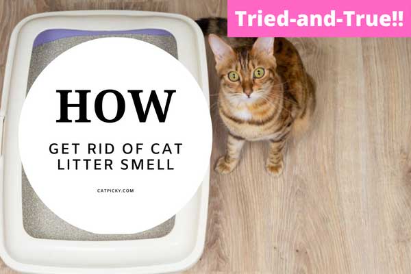 Get Rid of Cat Litter Smell