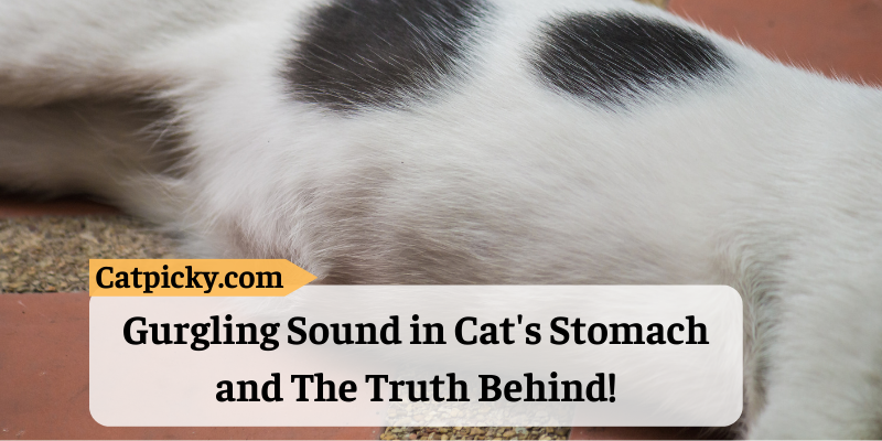 gurgling-sound-in-cat-s-stomach-and-the-truth-behind