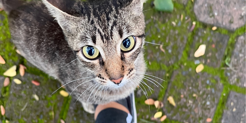 spiritual-meaning-when-a-stray-cat-chooses-you