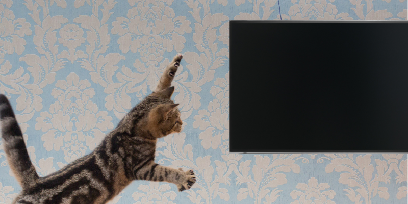 how-to-stop-cat-from-jumping-on-the-tv